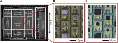 Optimal Electrode Size for Multi-Scale Extracellular-Potential Recording From Neuronal Assemblies